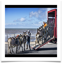 DONKEYS - Des Hawley